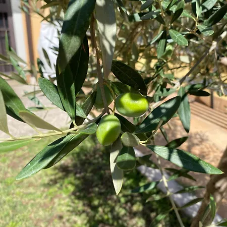 Appartamento La Casetta- Bilocale Con Giardino Privato *